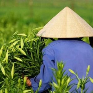 thuy-bieu_non-la thuy-bieu_non-la